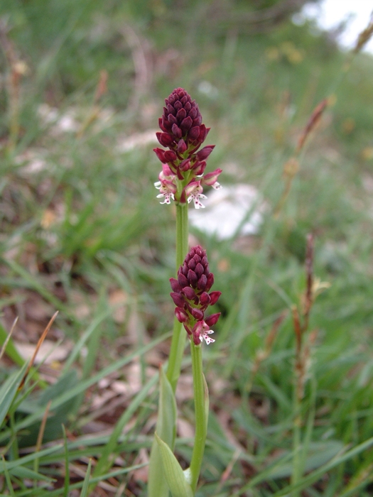 Orchis ustulata